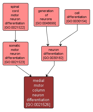 GO:0021526 - medial motor column neuron differentiation (interactive image map)