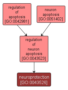 GO:0043526 - neuroprotection (interactive image map)