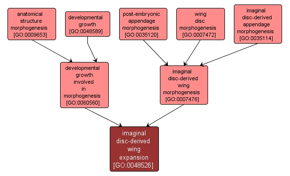 GO:0048526 - imaginal disc-derived wing expansion (interactive image map)