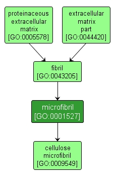 GO:0001527 - microfibril (interactive image map)