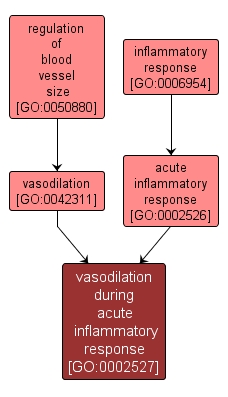 GO:0002527 - vasodilation during acute inflammatory response (interactive image map)