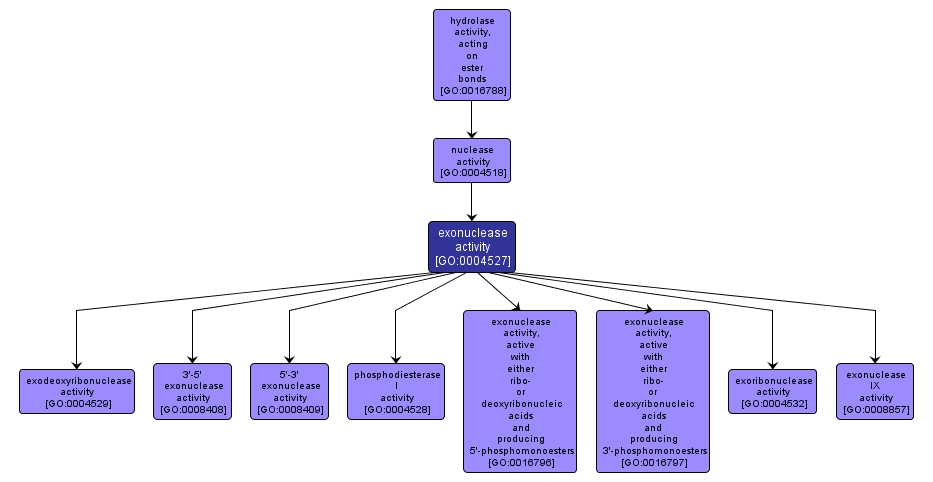 GO:0004527 - exonuclease activity (interactive image map)