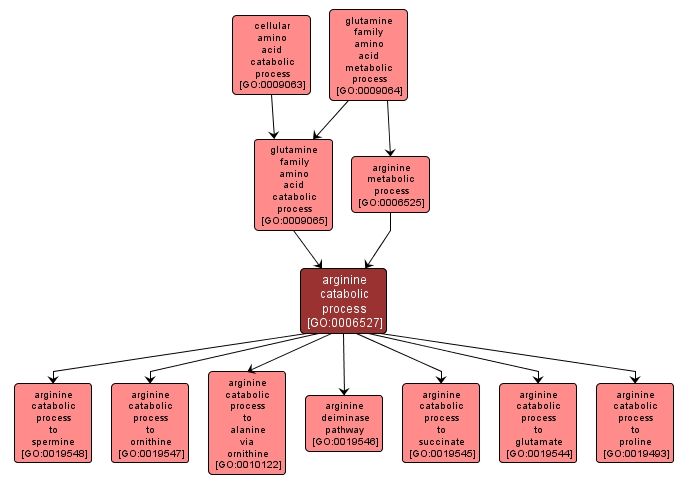 GO:0006527 - arginine catabolic process (interactive image map)