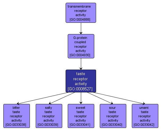 GO:0008527 - taste receptor activity (interactive image map)
