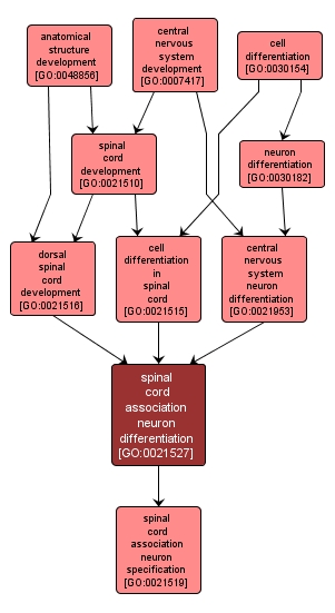 GO:0021527 - spinal cord association neuron differentiation (interactive image map)