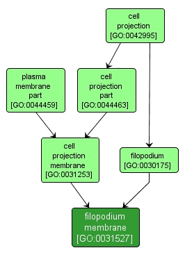 GO:0031527 - filopodium membrane (interactive image map)