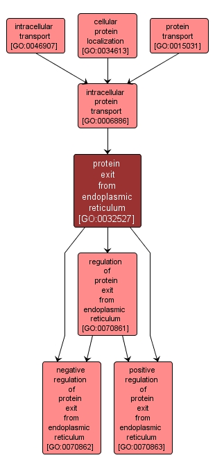 GO:0032527 - protein exit from endoplasmic reticulum (interactive image map)
