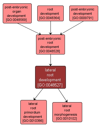 GO:0048527 - lateral root development (interactive image map)