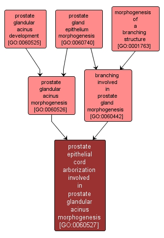 GO:0060527 - prostate epithelial cord arborization involved in prostate glandular acinus morphogenesis (interactive image map)