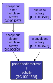 GO:0004528 - phosphodiesterase I activity (interactive image map)