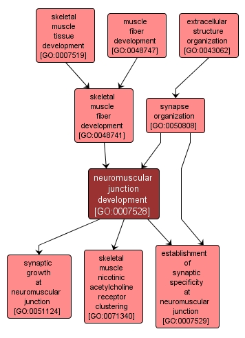 GO:0007528 - neuromuscular junction development (interactive image map)