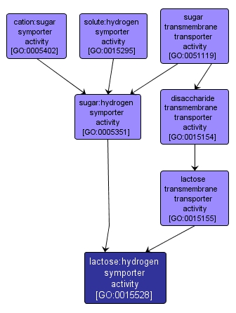 GO:0015528 - lactose:hydrogen symporter activity (interactive image map)