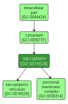 GO:0016528 - sarcoplasm (interactive image map)