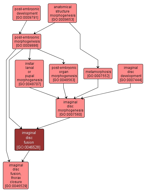GO:0046528 - imaginal disc fusion (interactive image map)