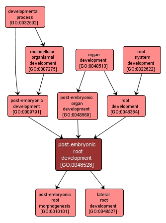 GO:0048528 - post-embryonic root development (interactive image map)