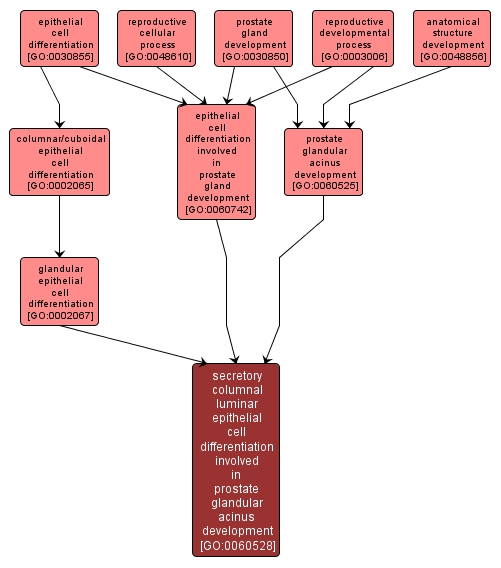 GO:0060528 - secretory columnal luminar epithelial cell differentiation involved in prostate glandular acinus development (interactive image map)