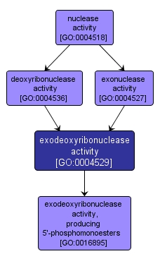 GO:0004529 - exodeoxyribonuclease activity (interactive image map)