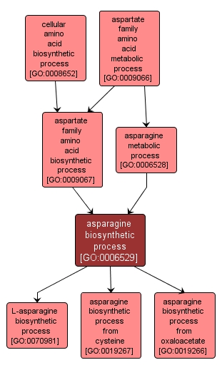GO:0006529 - asparagine biosynthetic process (interactive image map)
