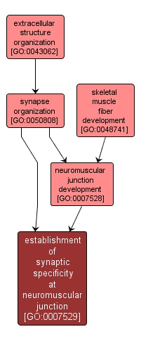 GO:0007529 - establishment of synaptic specificity at neuromuscular junction (interactive image map)