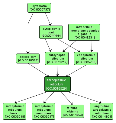 GO:0016529 - sarcoplasmic reticulum (interactive image map)