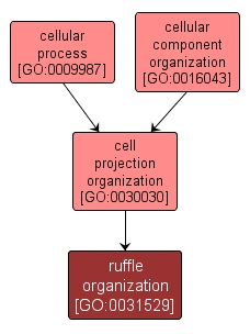 GO:0031529 - ruffle organization (interactive image map)