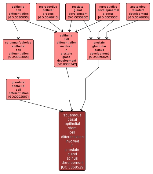 GO:0060529 - squamous basal epithelial stem cell differentiation involved in prostate gland acinus development (interactive image map)