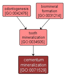 GO:0071529 - cementum mineralization (interactive image map)