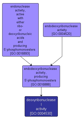 GO:0004530 - deoxyribonuclease I activity (interactive image map)