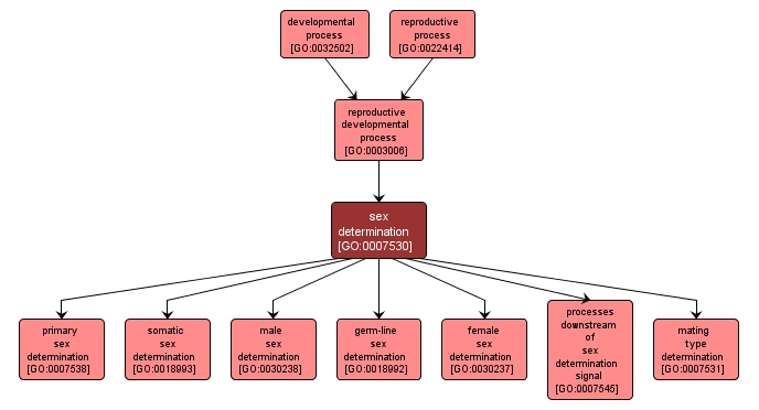 GO:0007530 - sex determination (interactive image map)