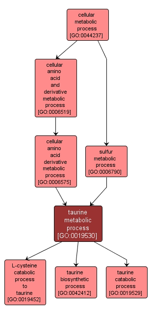 GO:0019530 - taurine metabolic process (interactive image map)