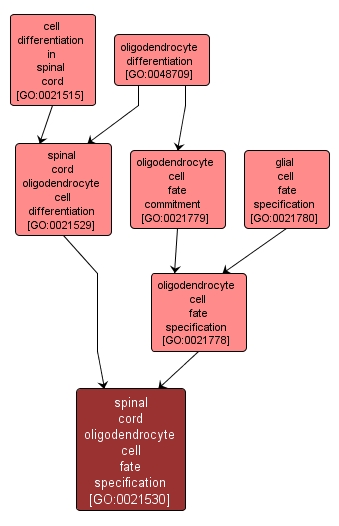 GO:0021530 - spinal cord oligodendrocyte cell fate specification (interactive image map)