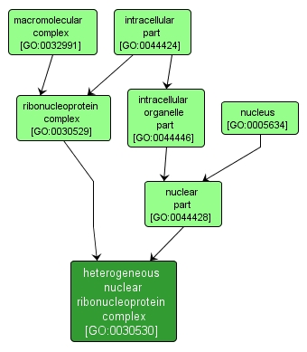 GO:0030530 - heterogeneous nuclear ribonucleoprotein complex (interactive image map)