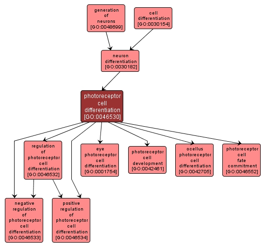 GO:0046530 - photoreceptor cell differentiation (interactive image map)