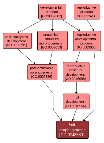 GO:0048530 - fruit morphogenesis (interactive image map)