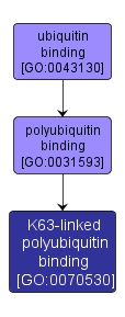 GO:0070530 - K63-linked polyubiquitin binding (interactive image map)