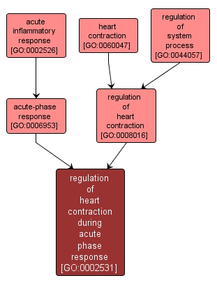 GO:0002531 - regulation of heart contraction during acute phase response (interactive image map)