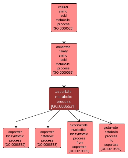 GO:0006531 - aspartate metabolic process (interactive image map)