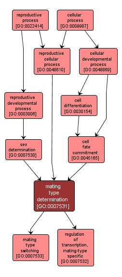 GO:0007531 - mating type determination (interactive image map)