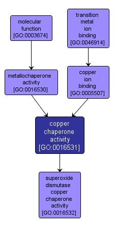 GO:0016531 - copper chaperone activity (interactive image map)
