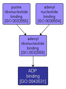GO:0043531 - ADP binding (interactive image map)