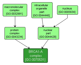 GO:0070531 - BRCA1-A complex (interactive image map)