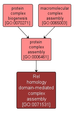 GO:0071531 - Rel homology domain-mediated complex assembly (interactive image map)