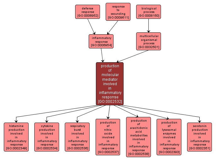 GO:0002532 - production of molecular mediator involved in inflammatory response (interactive image map)