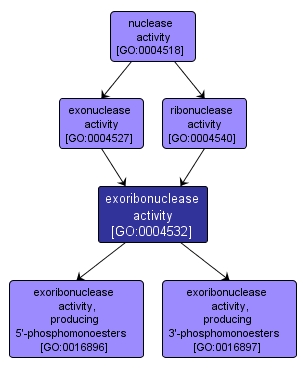 GO:0004532 - exoribonuclease activity (interactive image map)