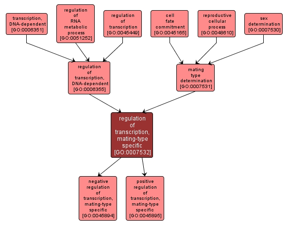 GO:0007532 - regulation of transcription, mating-type specific (interactive image map)