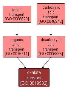 GO:0019532 - oxalate transport (interactive image map)