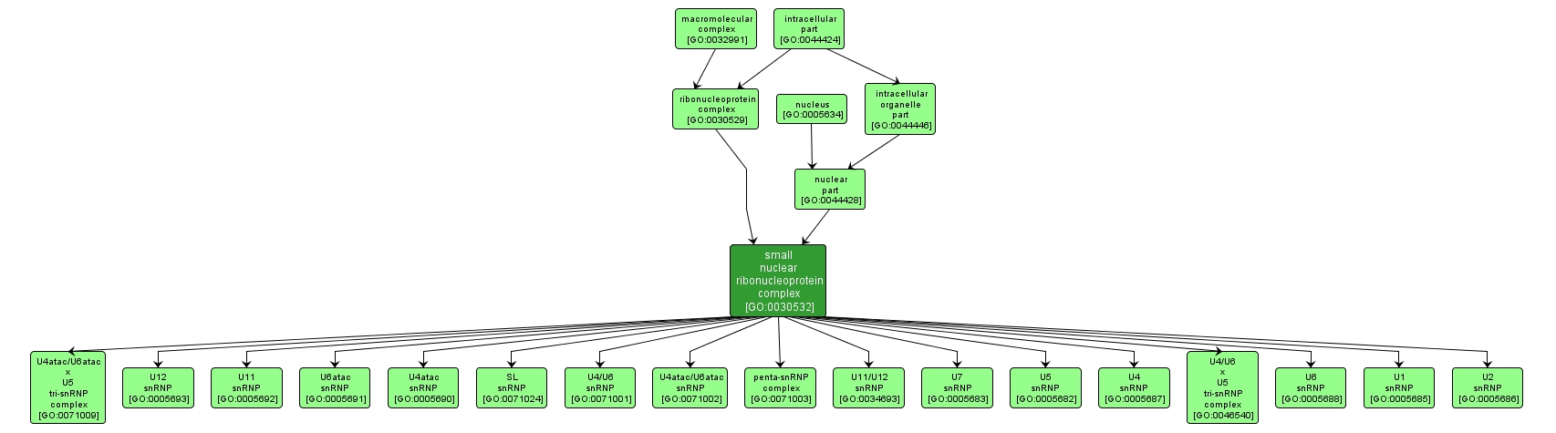 GO:0030532 - small nuclear ribonucleoprotein complex (interactive image map)