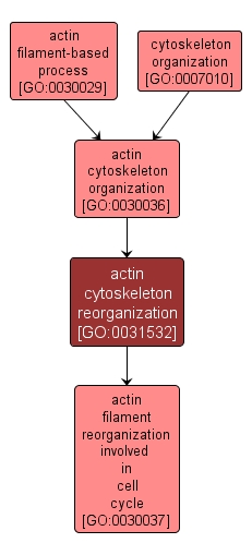 GO:0031532 - actin cytoskeleton reorganization (interactive image map)