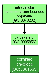 GO:0001533 - cornified envelope (interactive image map)