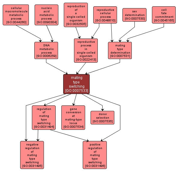 GO:0007533 - mating type switching (interactive image map)